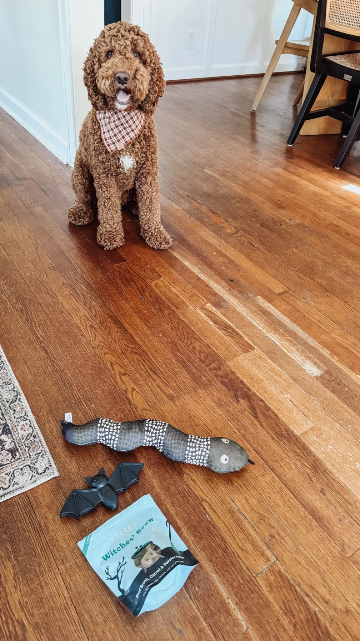 Archie’s Halloween dog toys & treats arrived! Linking them & some others I thought were also cute 👻🐾

#LTKHalloween #LTKHome #LTKFamily