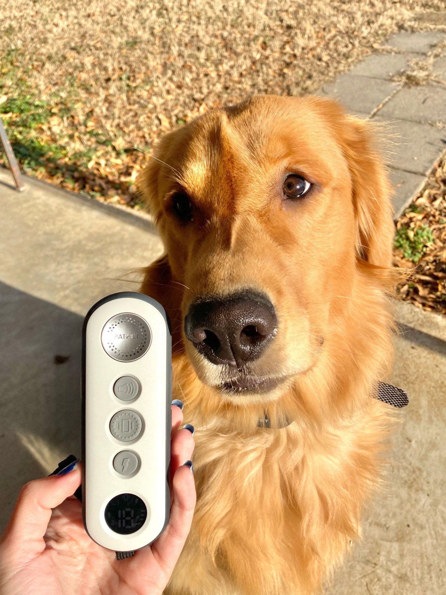 I know training collars can be controversial, but we decided it was best to have one for Finn only when he is outside. This way, he can still play in the whole yard while we watch him but so much safer!! Plus he comes back in so much better! Even though his face expression is how he feels haha!🐾
