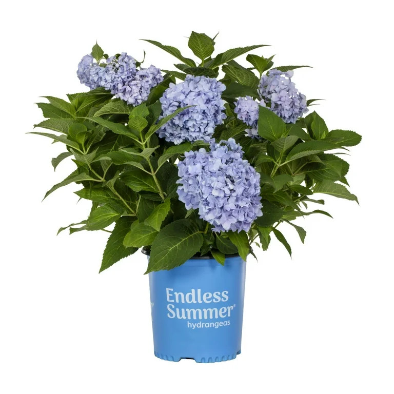 Endless Summer 2gal Blue Hydrangea Live Shrub Plant Partial Shade | Walmart (US)