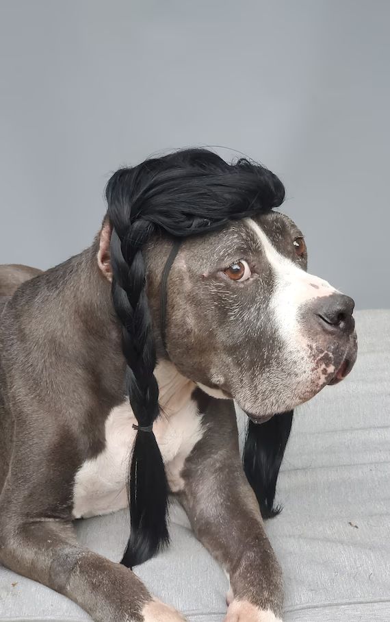 Cute pet braided   wig black color   for Large dog | Etsy (US)