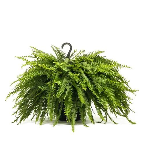 1.5-Gallon in Hanging Basket Boston Fern (L6751) Lowes.com | Lowe's