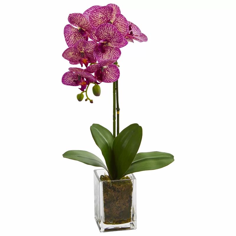 Orchid Floral Arrangement in Vase | Wayfair North America