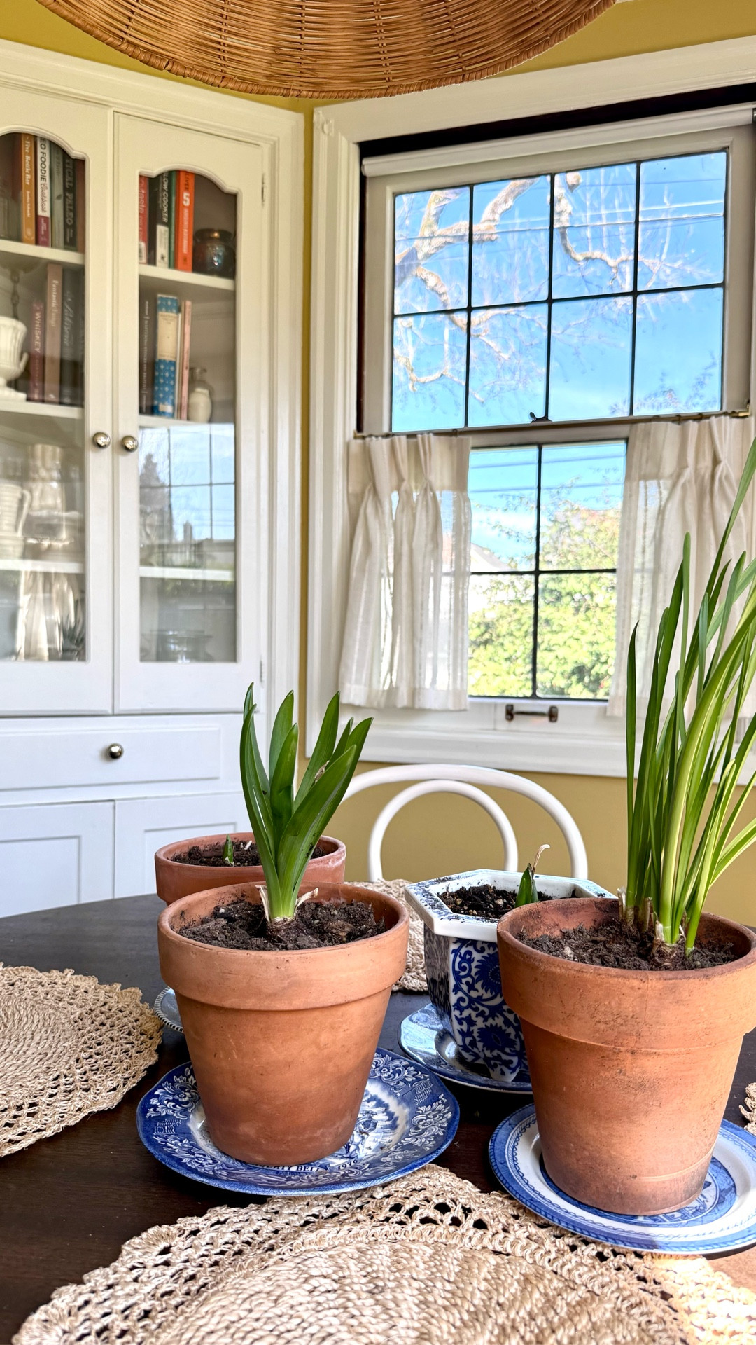 I’m so grateful to live in the neighborhood I grew up in, and I walked past this house a million times before we found out we might be able to buy it and make it ours. My mom took me here once when I was a kid, some neighborhood organization thing, and I remember sitting in this breakfast nook and appreciating the built-ins.😂🤓  And now I get to store my vases and cookbooks and pretty cocktail glasses here. 

(What I didn’t realize back then was that the glass doors were not original…! I’m guessing someone replaced them in the 80s and did the best they could, but I just try not to look at them too closely. Still so cute!)