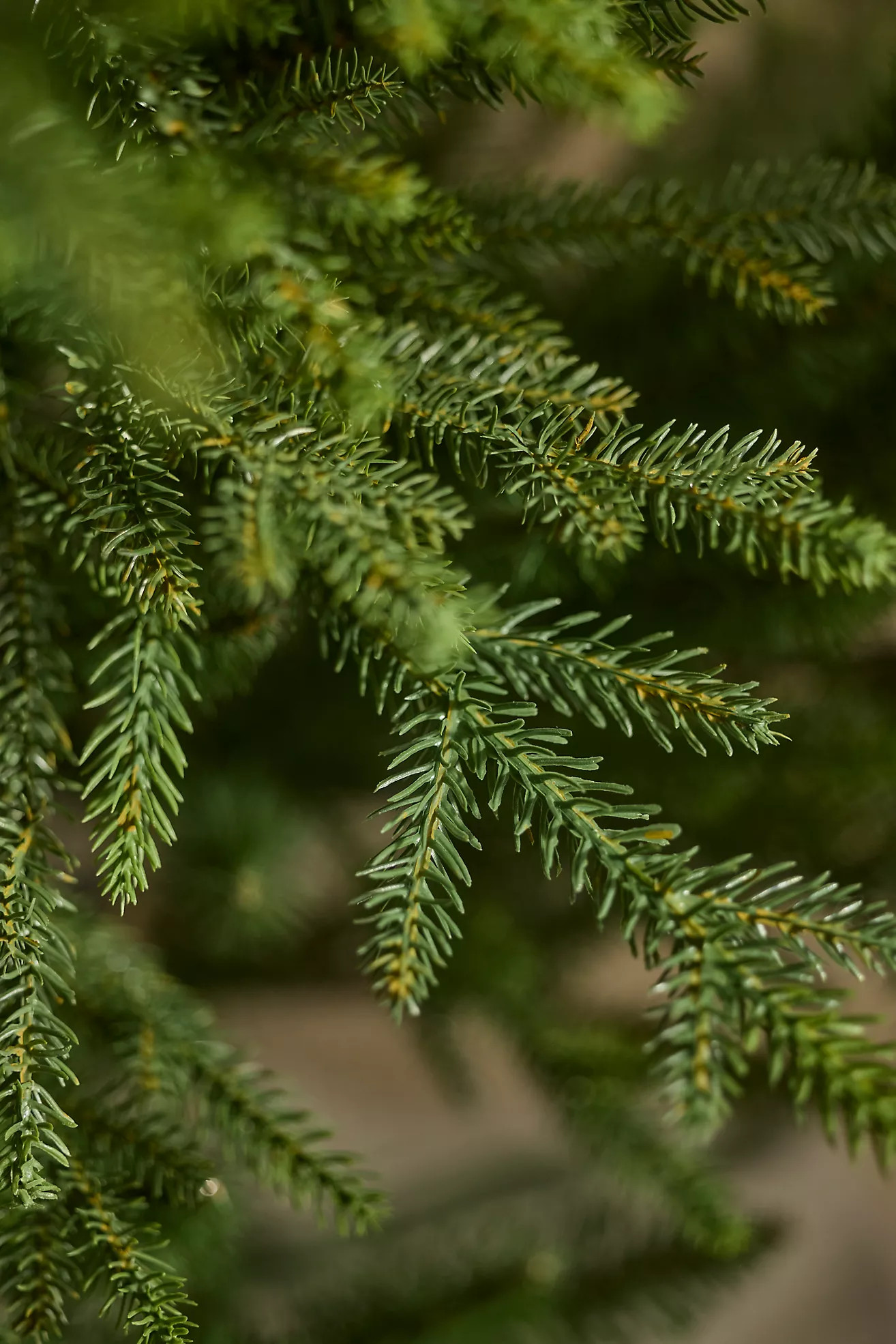 Artificial Norway Spruce Tree | Terrain