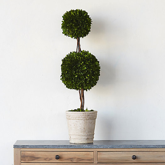 Preserved Boxwood Double Topiary, Medium | Terrain
