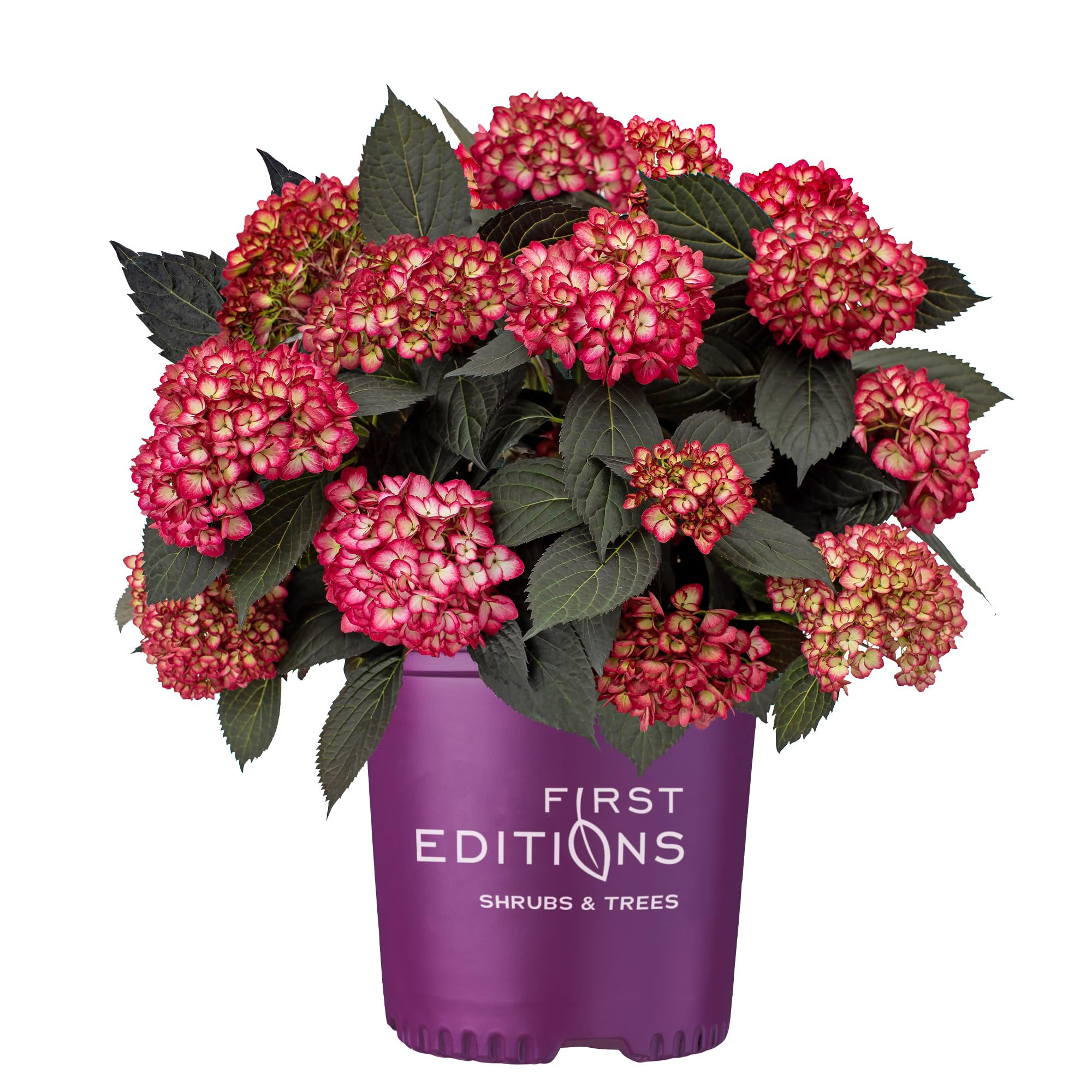 2 Gallon FIRST EDITIONS Eclipse Hydrangea Shrub | Amazon (US)