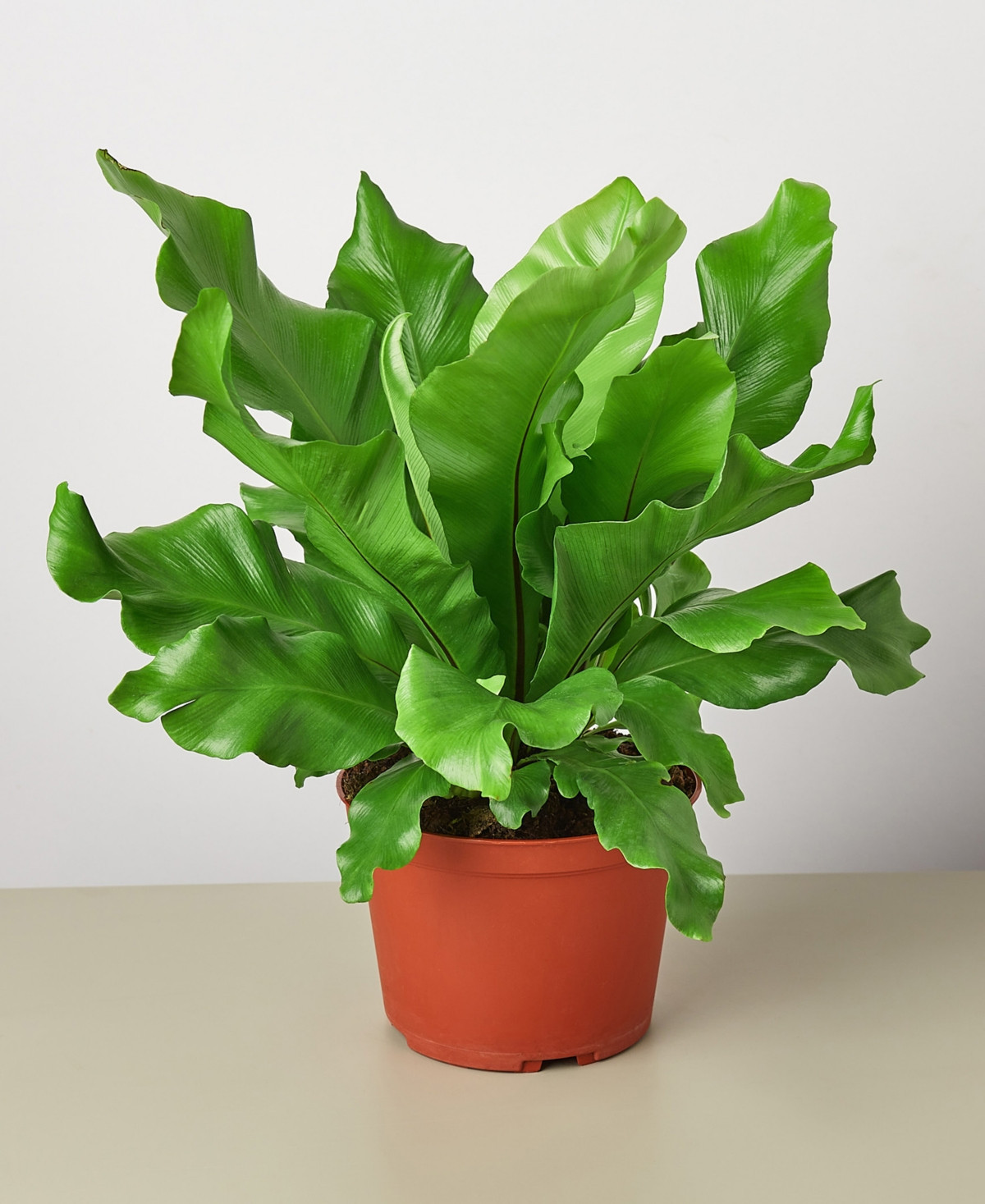 Bird's Nest 'Nidus' Fern Live Plant, 6" Pot | Macy's