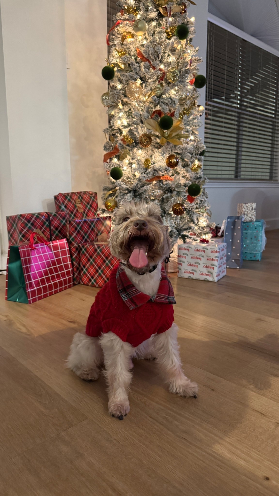 Dog outfit find from amazon, amazon find, dog clothes, dog amazon ginds

#LTKHoliday #LTKFindsUnder50 #LTKSeasonal