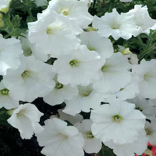 ALTMAN PLANTS 4.73 l White Petunia Hanging Basket Plant 19608 - The Home Depot | The Home Depot