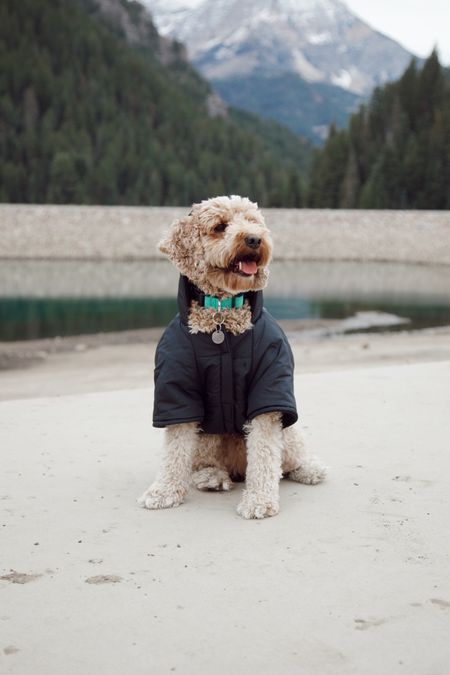Wanna a present for your dog!? Here is a cute puffer jacket! 🧥