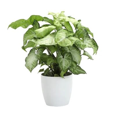 11" Live White Butterfly Plant in Pot Thorsen's Greenhouse Base Color: White | Wayfair North America