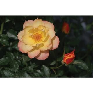 PROVEN WINNERS 4.5 in. Qt. Oso Easy Italian Ice Landscape Rose (Rosa) Live Shrub, Orange, Pink, a... | The Home Depot