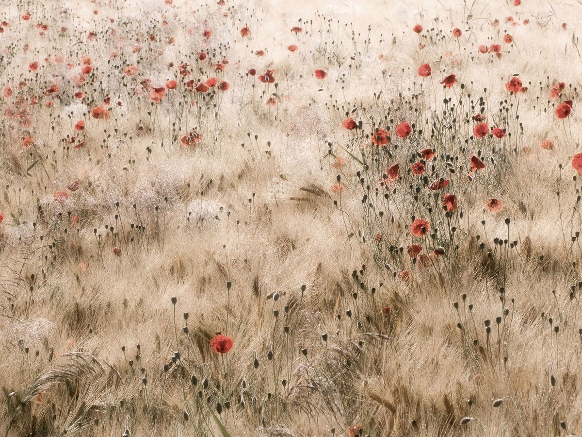Poppies and Barley | Collection Prints