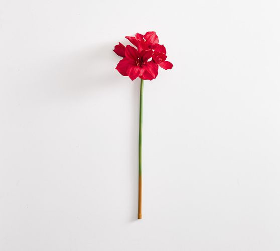Faux Amaryllis Stem | Pottery Barn (US)