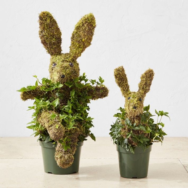 Baby Ivy & Moss Easter Bunny Live Topiary | Williams-Sonoma