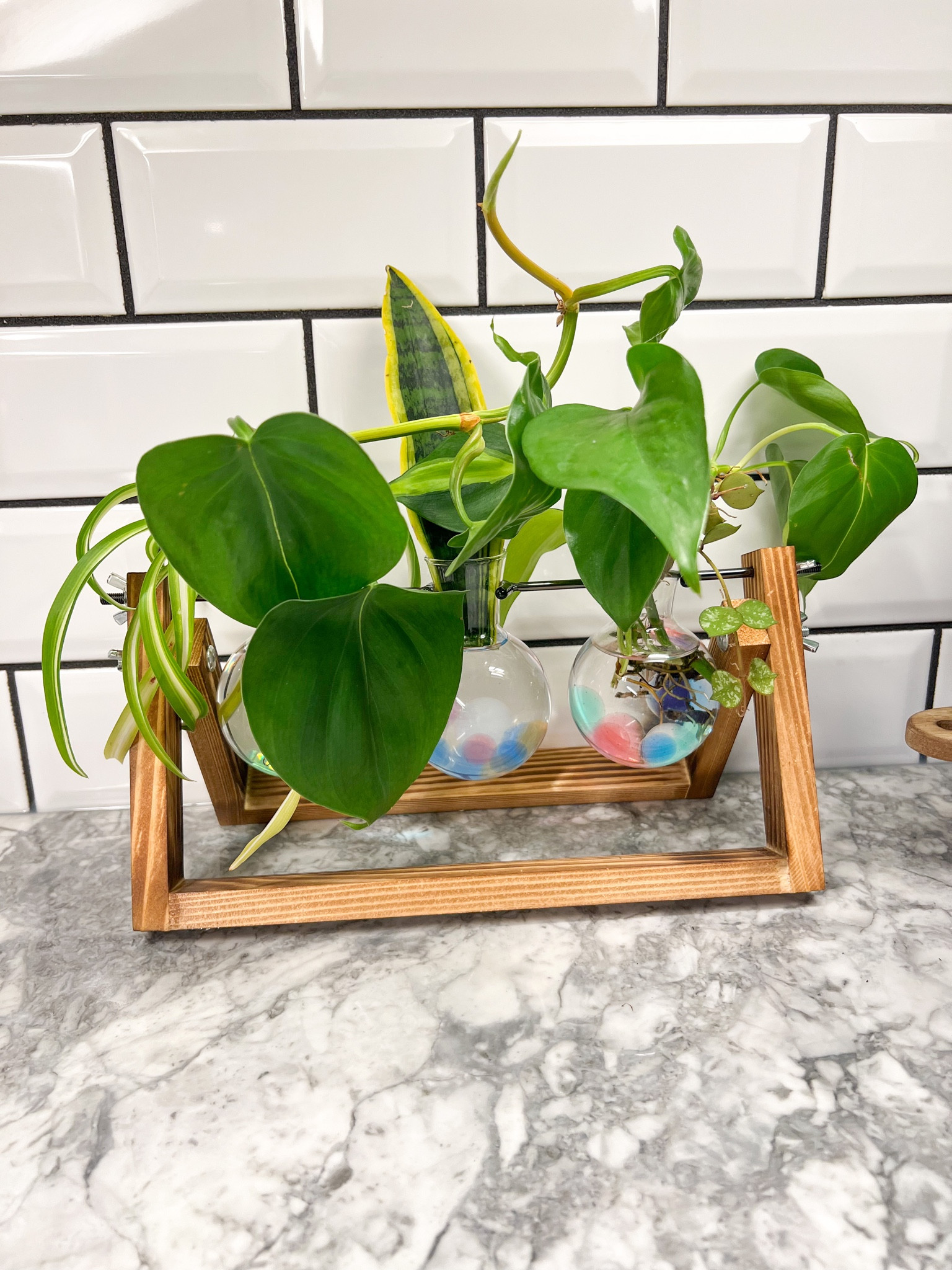 Waiting for these babies to grow roots then I will pot them and add some new plants in it to keep propagating 🌱 🪴 

#LTKunder50 #LTKhome