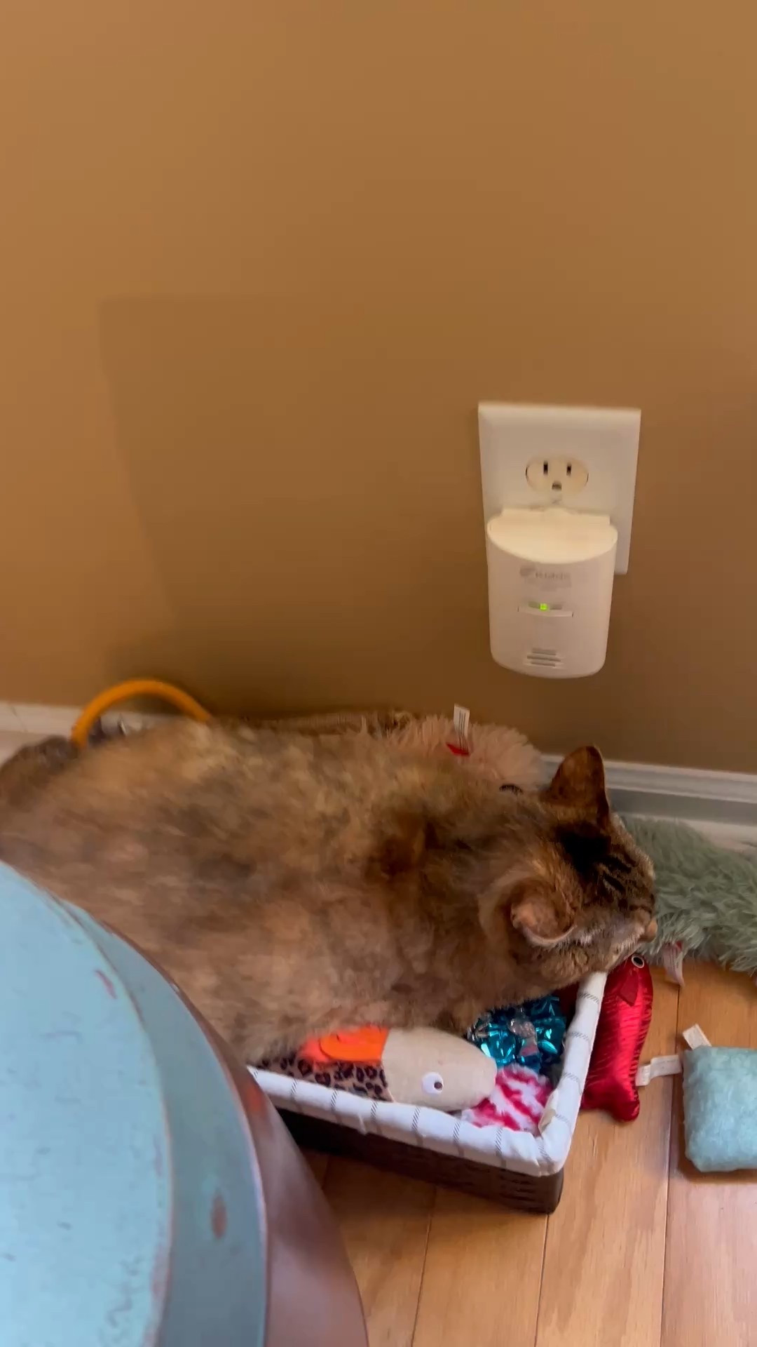 #LifeOnTikTok #TikTokPartner #TikTokMadeMeBuyIt  As a #TargetPartner,  Penny knows I can get great deals on cat toys for her! She gets a @Target shopping spree if she hits 12k TikTok followers by Friday! https://goto.target.com/APXdG1  #target #paidlink #paidpartner #fyp #foryourpage #foryou #mom #momblogger #asmr #asmreating #asmrmukbang #mukbangasmr #backpack #backstage #backtominimal #school #mom #moment #momblogger #blonde #blog #blood #vlogger #blogger #grwm #ifyouwanttoeatyouhavetocook  

#LTKPetite #LTKxMadewell #LTKHome