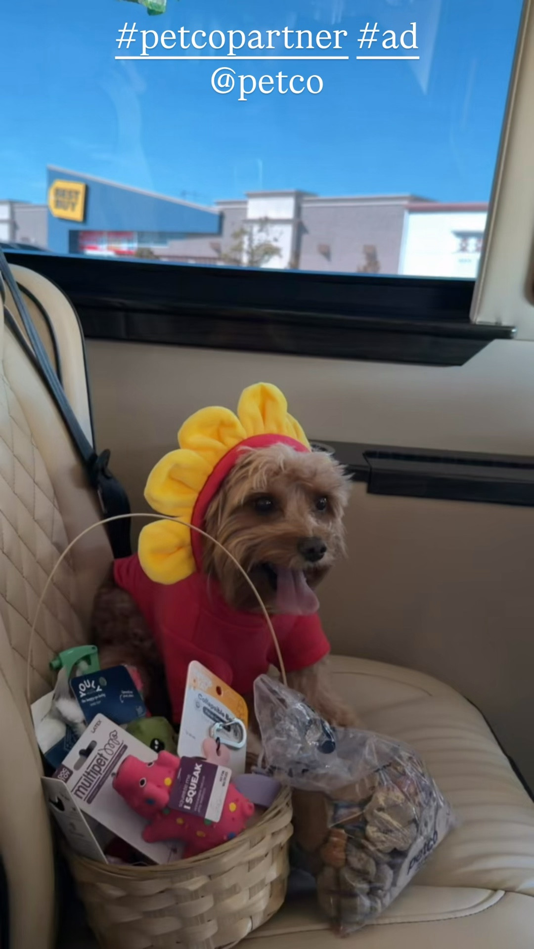 Boujee got spoiled 🐾💅
@petco 
#petcopartner
#ad 