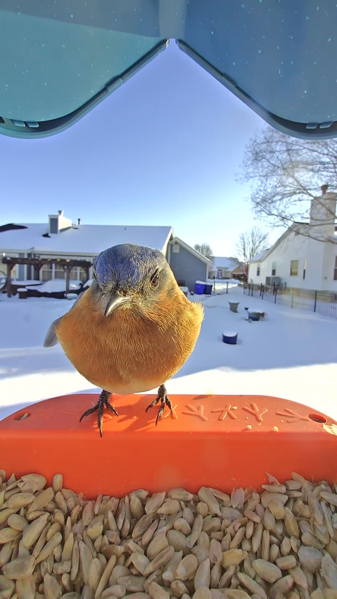 A happy distraction! 

#LTKdayinmylife #LTKSaleAlert #LTKHome