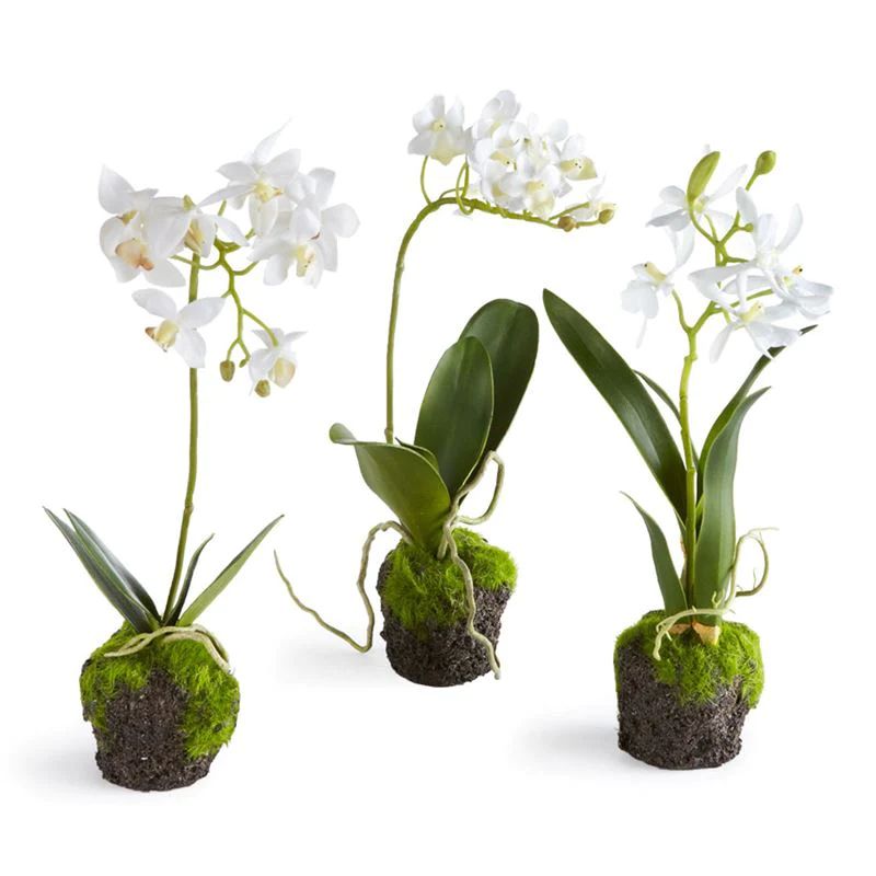Dendrobium Orchid | Megan Molten
