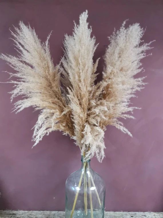 A beautiful bunch of 5 stems of tall dried  pampas grass large | Etsy (UK)