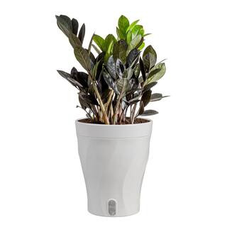 Costa Farms Trending Tropical Raven ZZ Indoor Plant in 6 in. Self-Watering Planter, Avg. Shipping... | The Home Depot