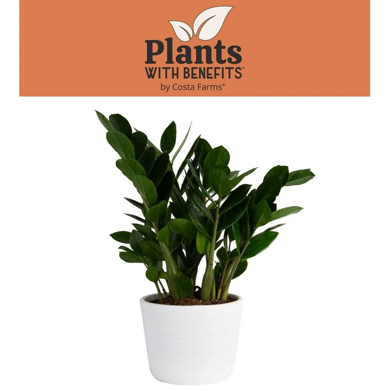 Costa Farms Plants with Benefits Live Indoor and Outdoor 12in. Tall ZZ Plant; Indirect Light, in ... | Walmart (US)