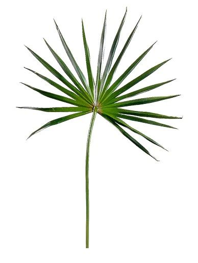 Faux Fan Palm Branch | Megan Molten