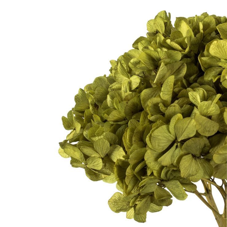 Vickerman Natural Botanicals 15” Hydrangea with Multiple Branch Segments, Preserved | Target
