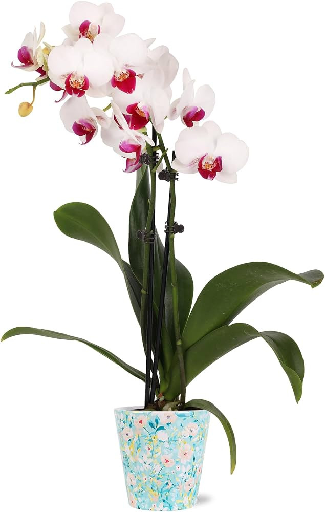Green Circle Growers 3IN Petite White Orchid in Temperence FloramxPot | Live Mini Orchid Plant | ... | Amazon (US)
