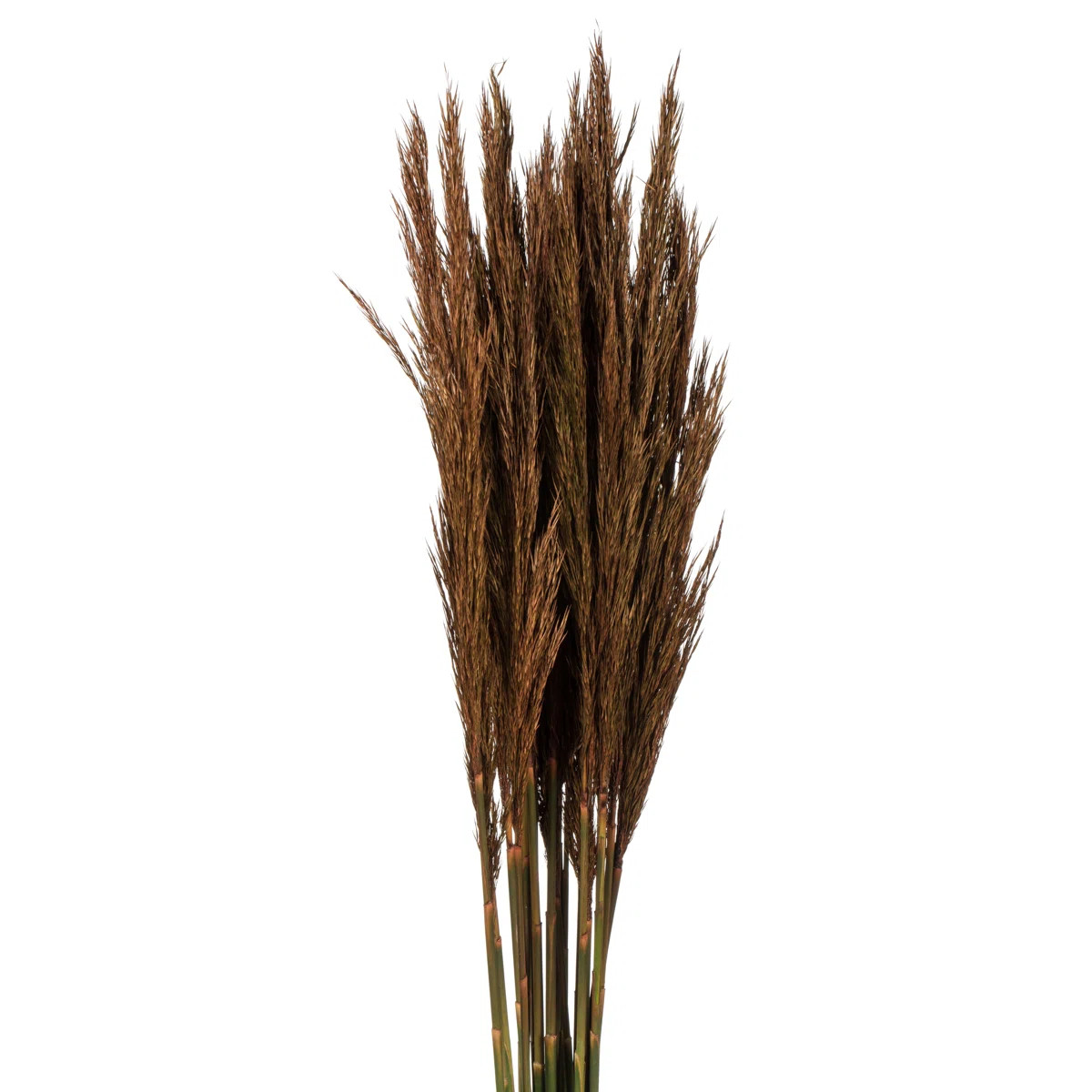 Zellmer 36'' H Preserved Plume Reed Bundle | Wayfair North America