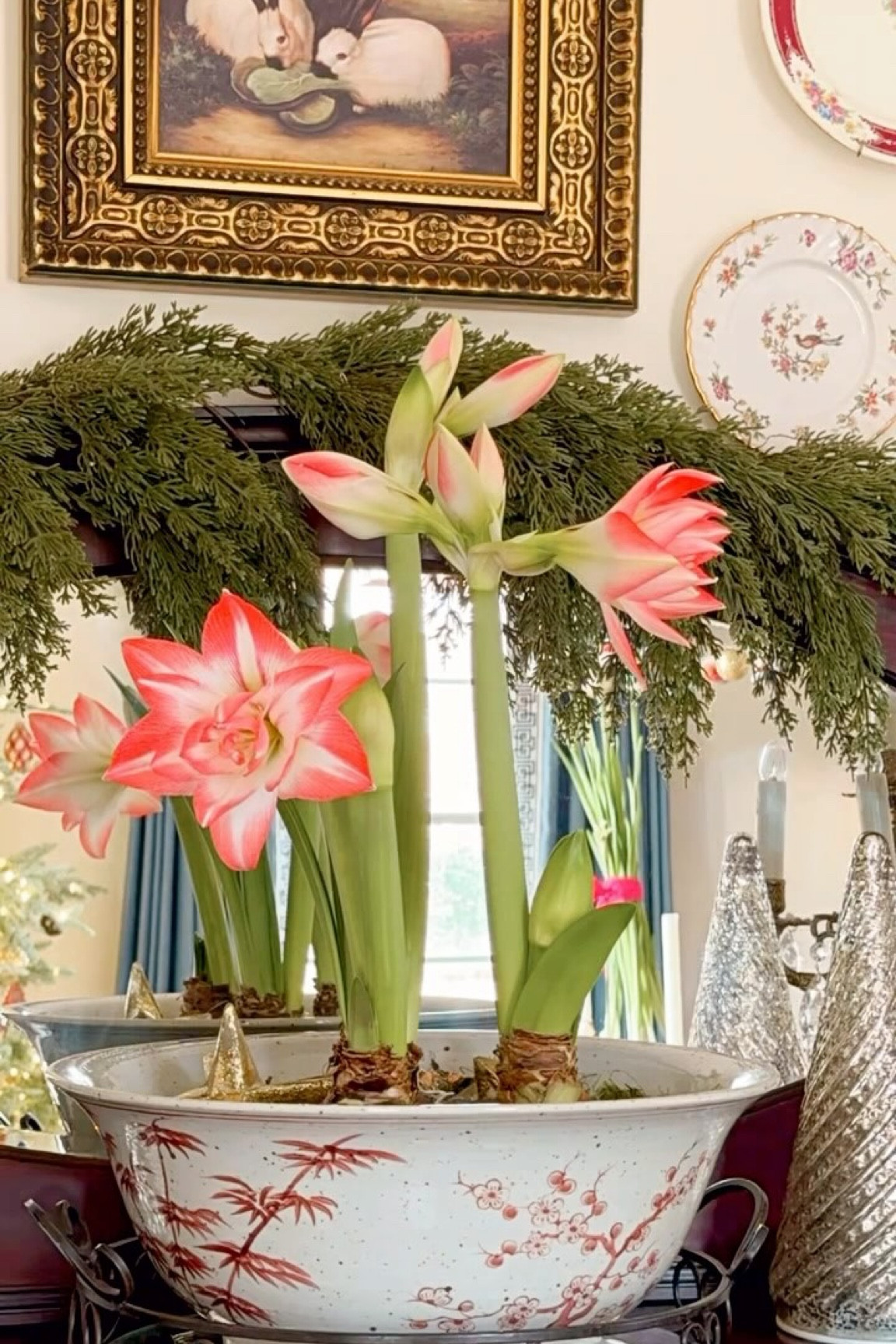 ✨🌸Ever Surprising the Night… Like a Christmas Amaryllis 🌸✨

Sometimes beauty breaks through in the most unexpected moments—right in the middle of winter, when everything feels still and dormant. My “Blooming Peacock” amaryllises have been slowly opening their petals, and even though only one bloom popped during this time-lapse (and wasn’t facing the camera!), its delicate beauty reminds me of hope and light breaking through the dark.

The lyrics of Christy Nockels’ Amaryllis always come to mind when these flowers grace my home at Christmas — reminding me that the Joy of Every Longing Heart came to bring Light and Hope in the darkness.

“Like an Amaryllis, blooming at Christmas, When everything was cold and dark, Your love broke through and You shined, With the brilliance of summer, Right in the middle of winter!
…Sending a message to a sleeping world
That You are here with us now
And You are making all things new again…”

These blooms are a reminder that hope, light, renewal and beauty can happen even in seasons that feel barren or cold. 🌸💖

May we all embrace the Hope that blooms quietly, yet powerfully, in unexpected places this season.

Tell me—what’s blooming in your life right now, even in the midst of winter? 🌿✨ 
•
•
•
•
•
•
#christmasamaryllis #winterblooms #christmaseve #christmasflowers #christmasishere #curatingjoy #ritualsofhome #sentimentalhome #thesentimentaldecorator #sentimentalstyle #styleyourstory #herbeautifulhaven #curatingajoyfullife #hervintagehaven  #sentimentaldecor#vintagehomedeocr #vintagechristmas