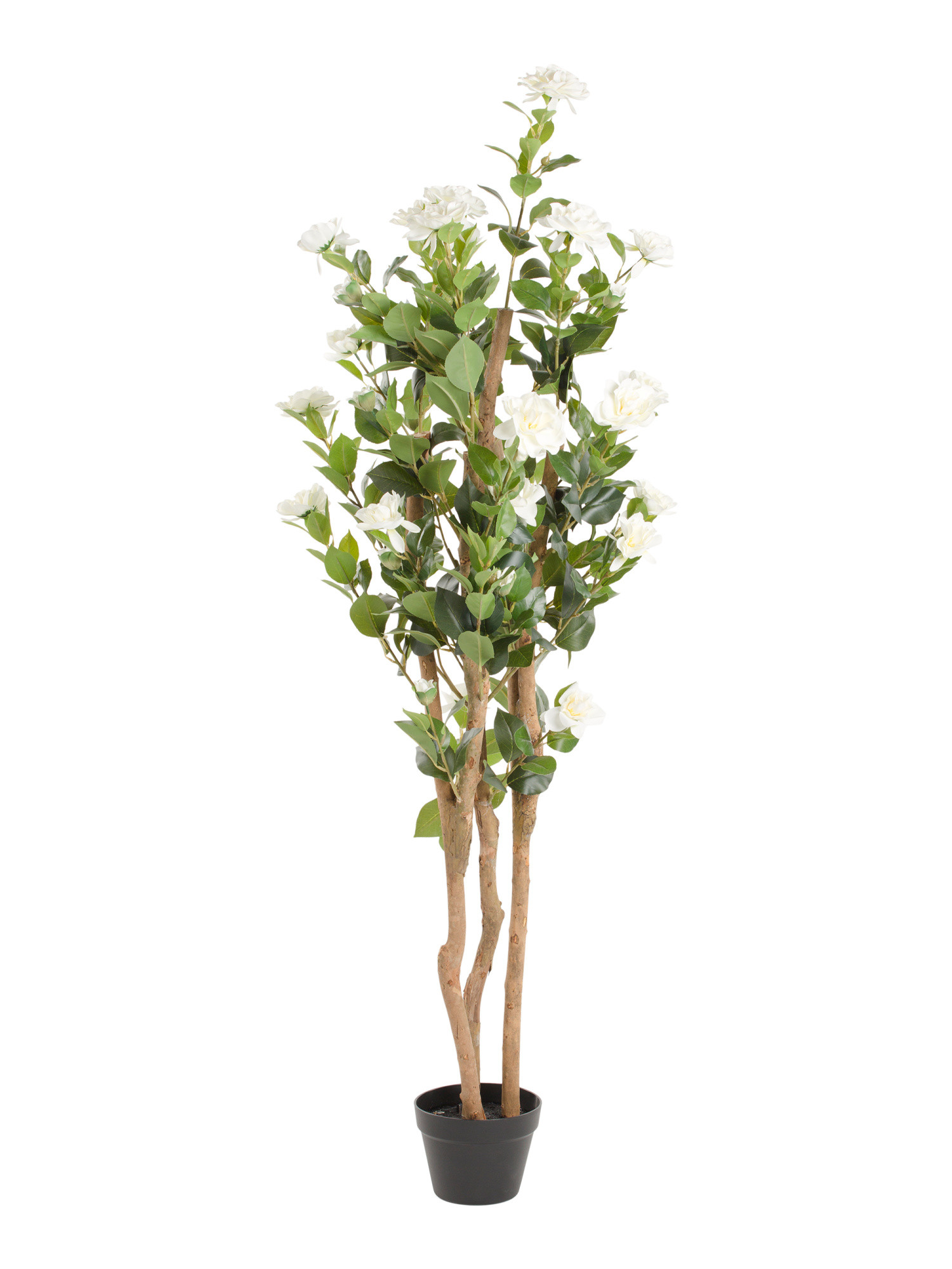 64in Outdoor Safe Camellia Tree | Marshalls