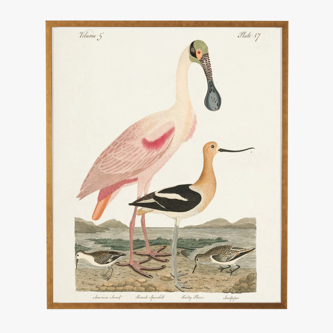 Framed Spoonbill Bookplate Print | Dear Keaton
