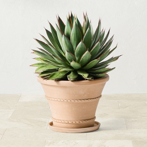 Williams Sonoma Terracotta Rope Trim Planter, Medium | Williams-Sonoma