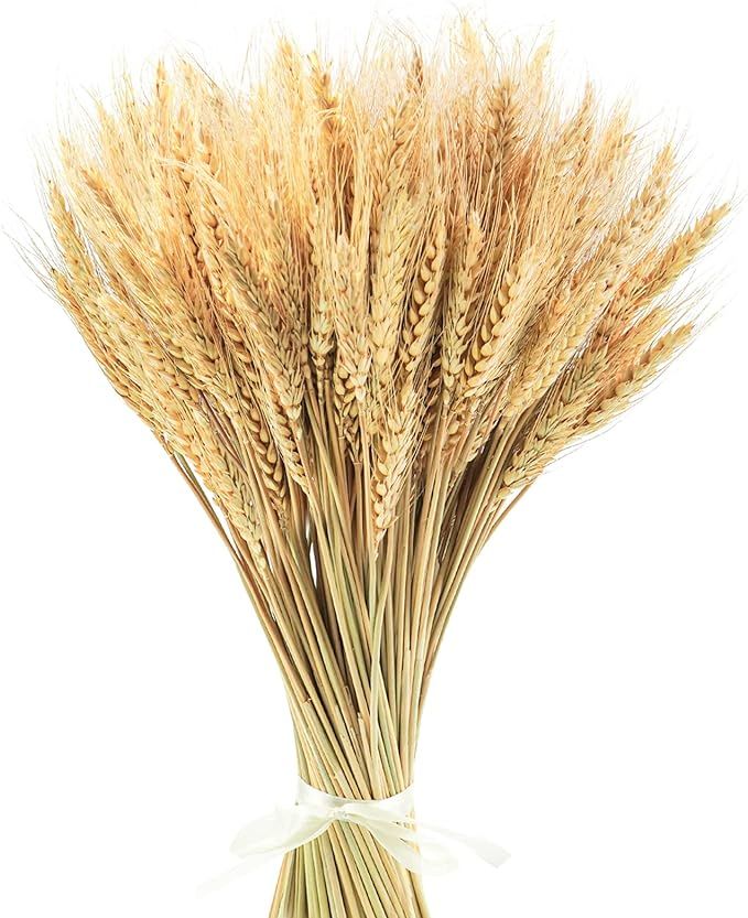 Uieke 17.7 Inches Dried Wheat Stalks, 200 Stems Dried Flowers 100% Natural Wheat for Home Kitchen... | Amazon (US)