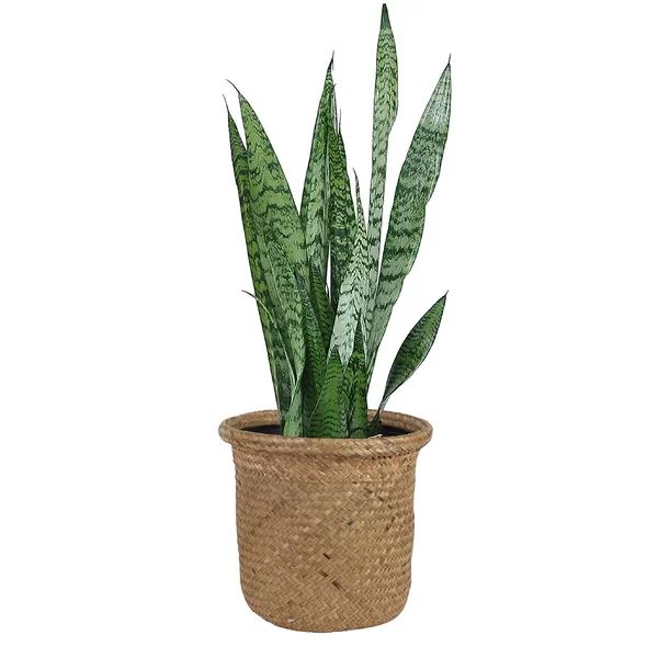 33'' Live Snake Plant in Basket | Wayfair North America