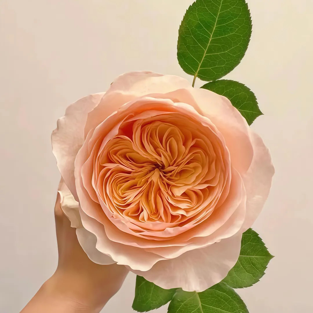 Wedding Rose. Ausjameson. 切朱 Own root. | Etsy (US)