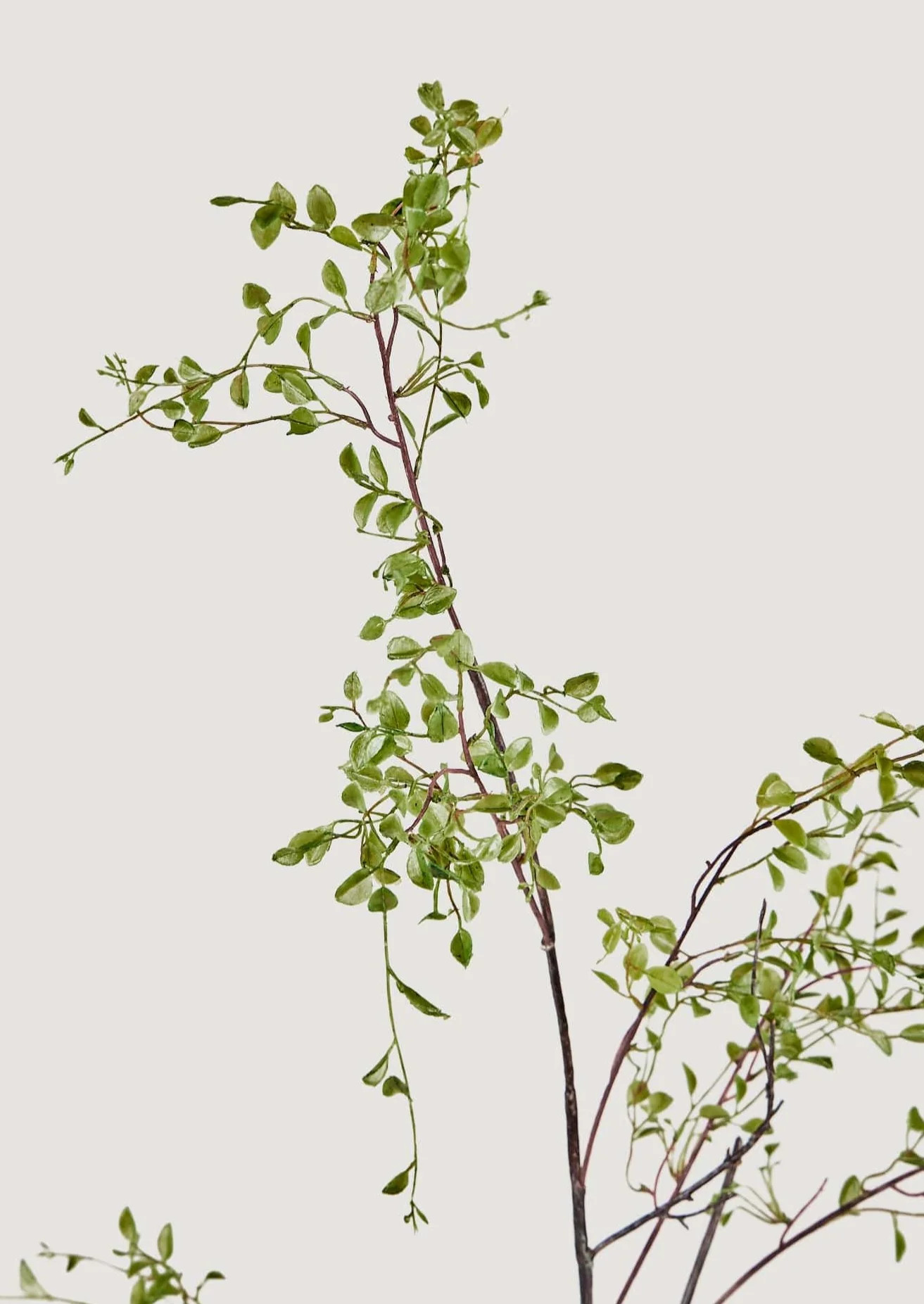 Artificial Angel Vine Foliage Branch - 39" | Afloral