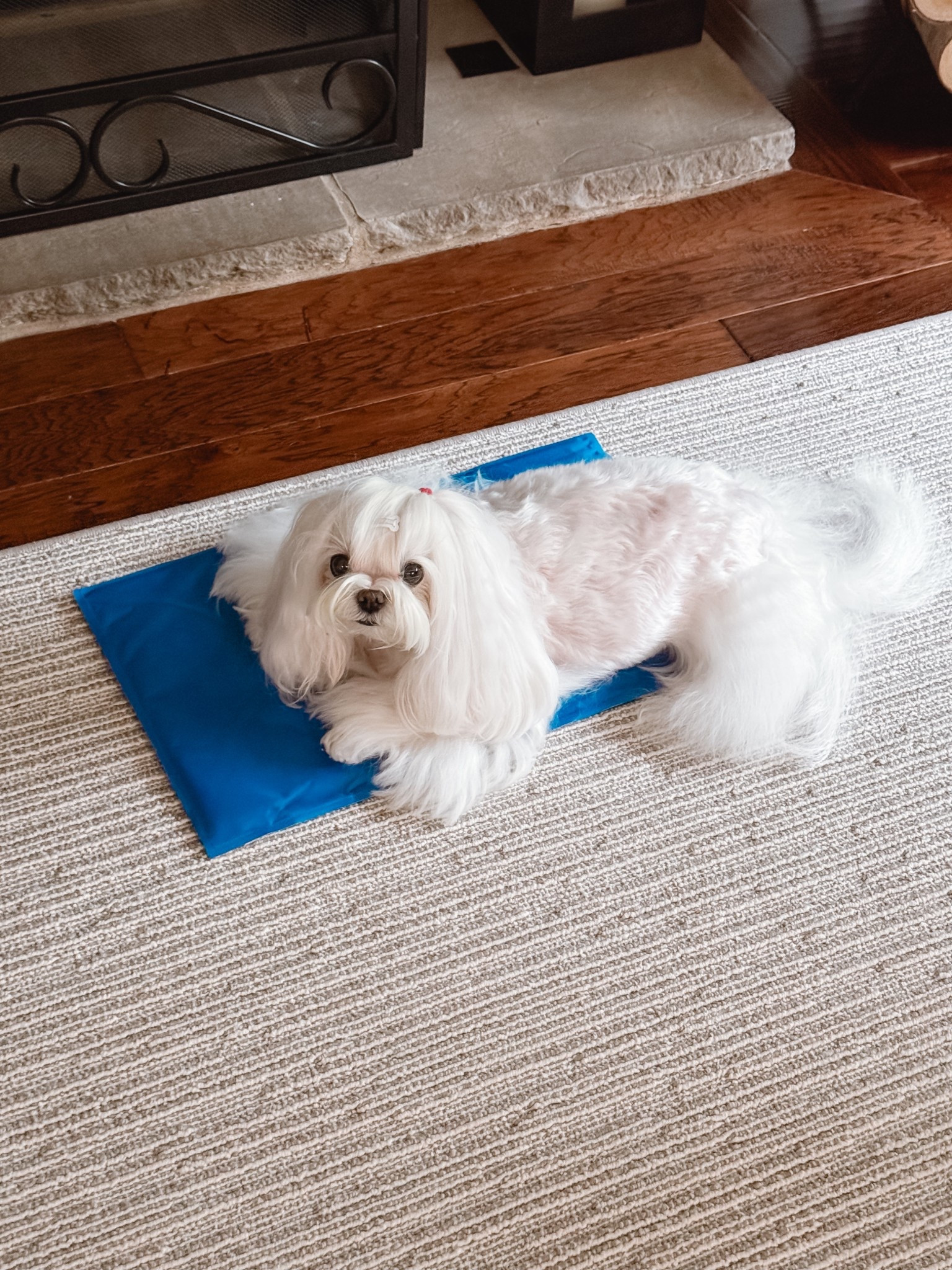 Cool mats make the best napping spots for the pups 🩵

#LTKPets