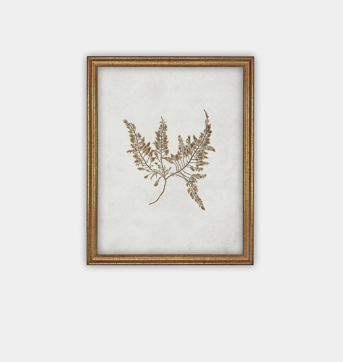 Botanical II Framed Print | Amber Interiors