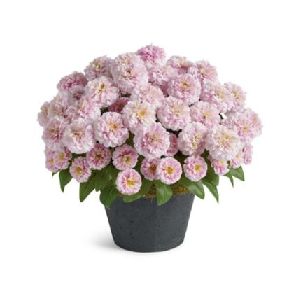 Zinnia Urn Filler | Grandin Road