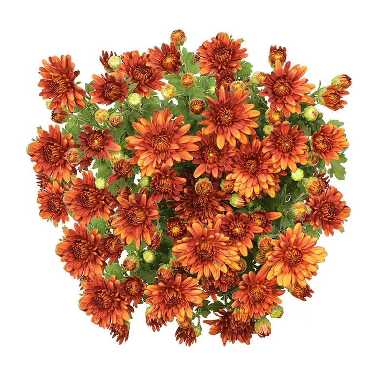 Expert Gardener 3.0QT Orange Mum Live Plant in Grower Pot | Walmart (US)