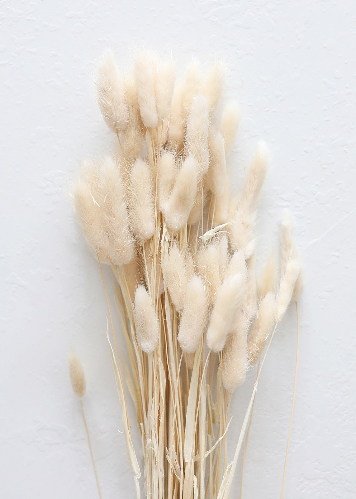 Natural Dried Bunny Tail - 22-30" Tall | Afloral (US)