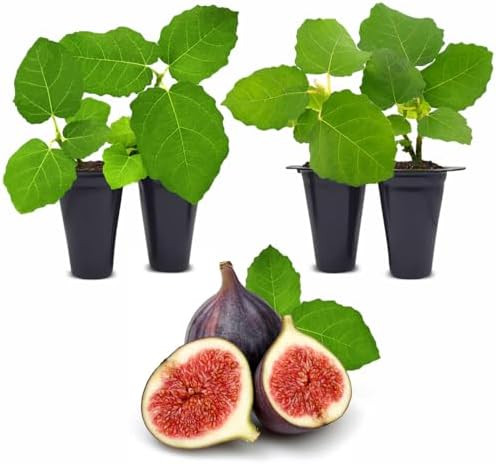Fig Tree Chicago Hardy Live Plant (4 Pack) Cold-Hardy Live Plants to -10°F | Easy to Grow Plants... | Amazon (US)