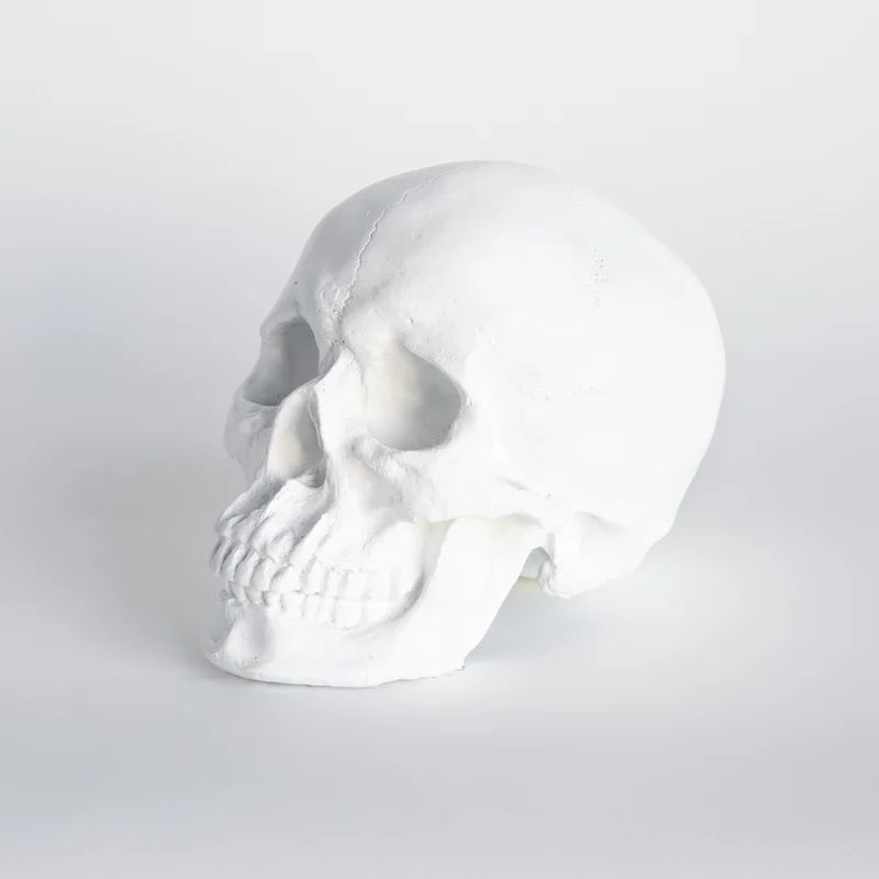 Muscogee Replica Faux Taxidermy Human Skull Figurine | Wayfair North America