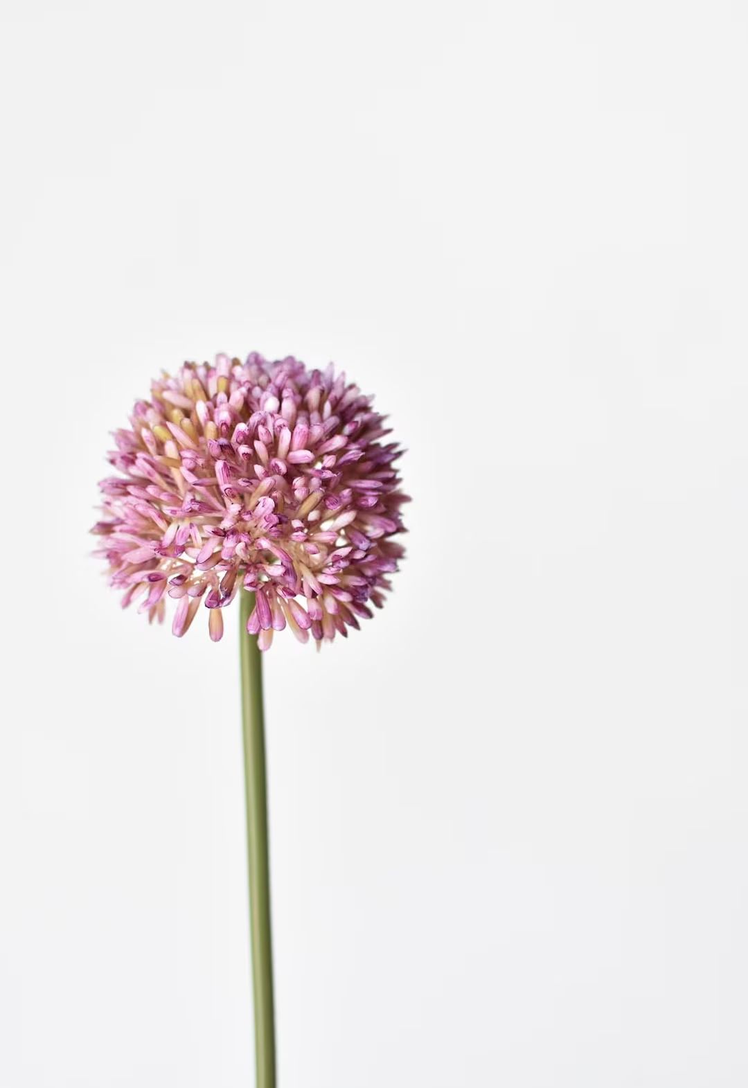 17.5" Faux Lavender Allium Stem | Etsy (US)