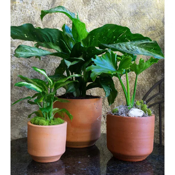 Karley Handmade Pot Planter | Wayfair Professional