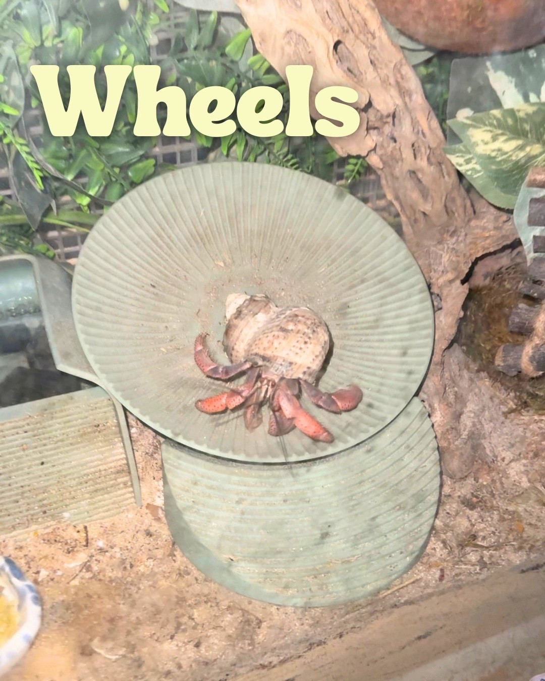 Wheels for hermit crabs!