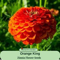 Zinnia Orange King Heirloom Seeds - Flower Seeds, Container Garden, Pollinator | Etsy (US)